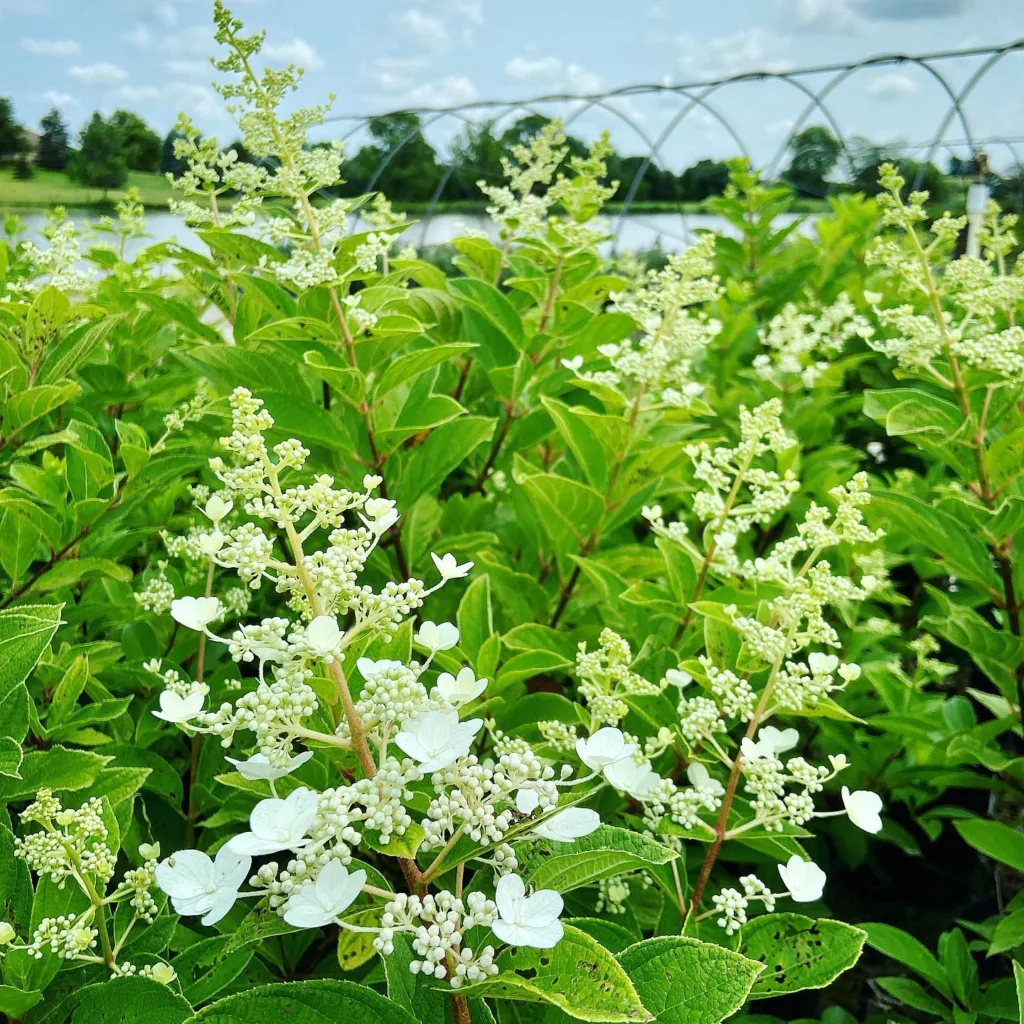 Tardiva Hydrangea