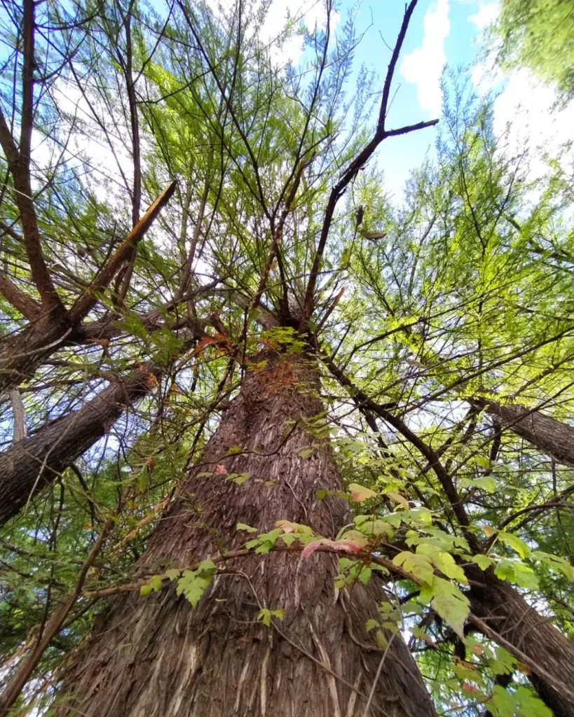 Taxodium Mucronatum