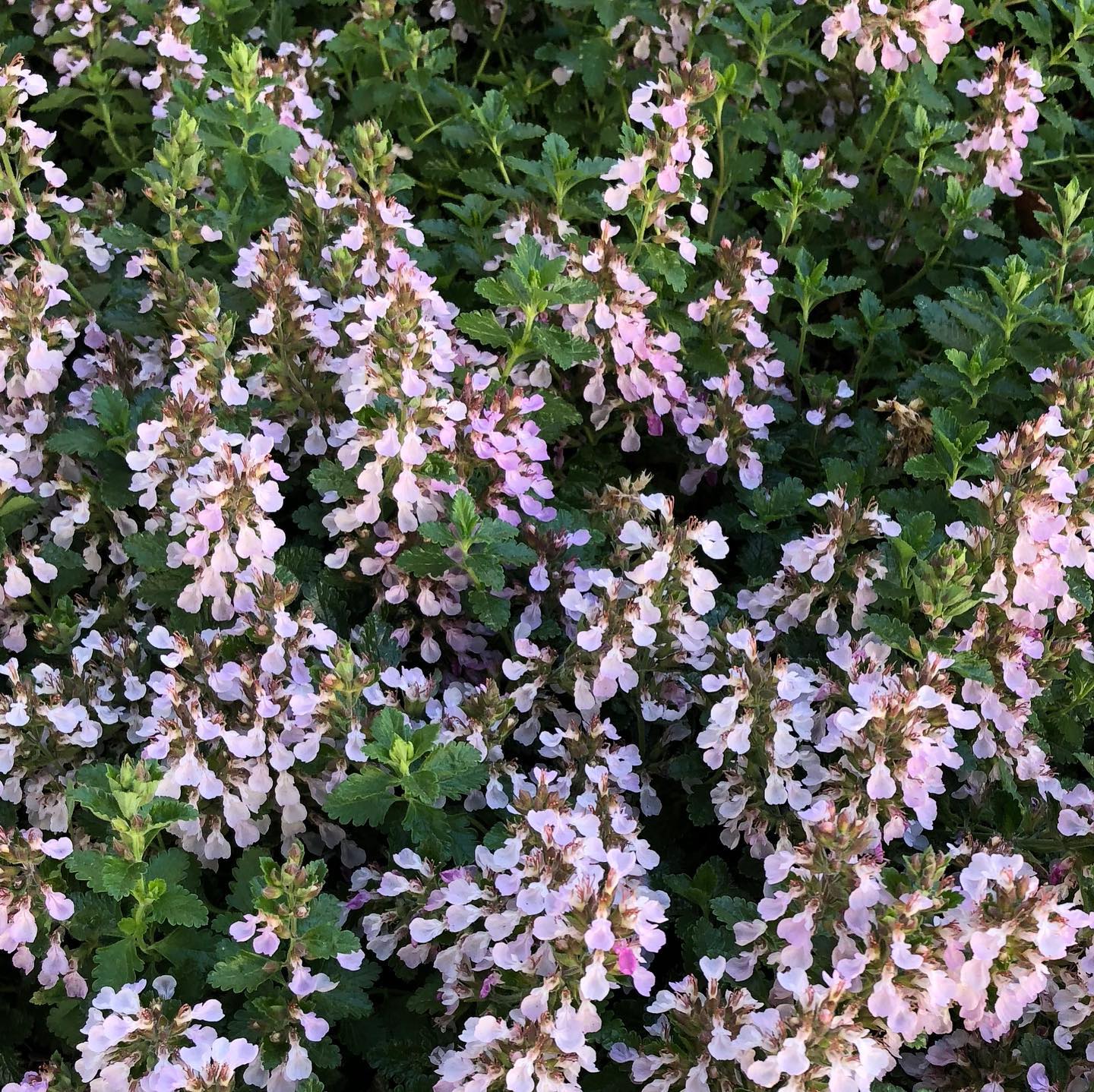 Plant FAQs: Teucrium Chamaedrys