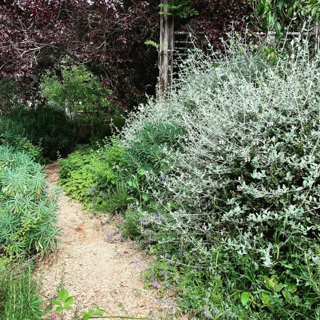 Teucrium Fruticans