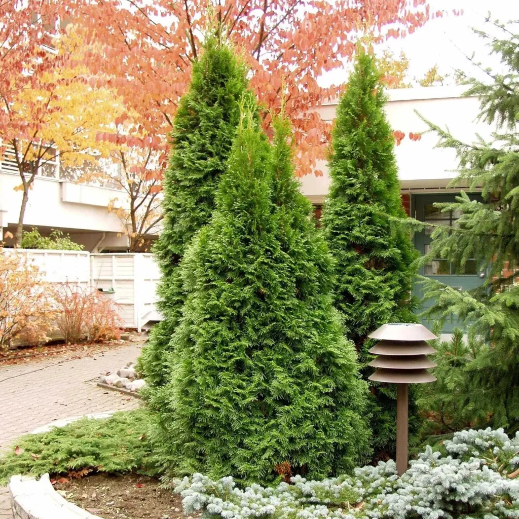 Thuja Occidentalis Smaragd