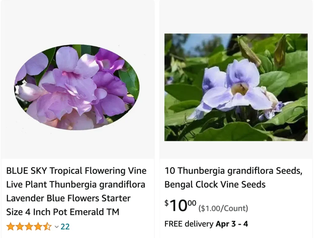 Thunbergia Grandiflora | Monsteraholic