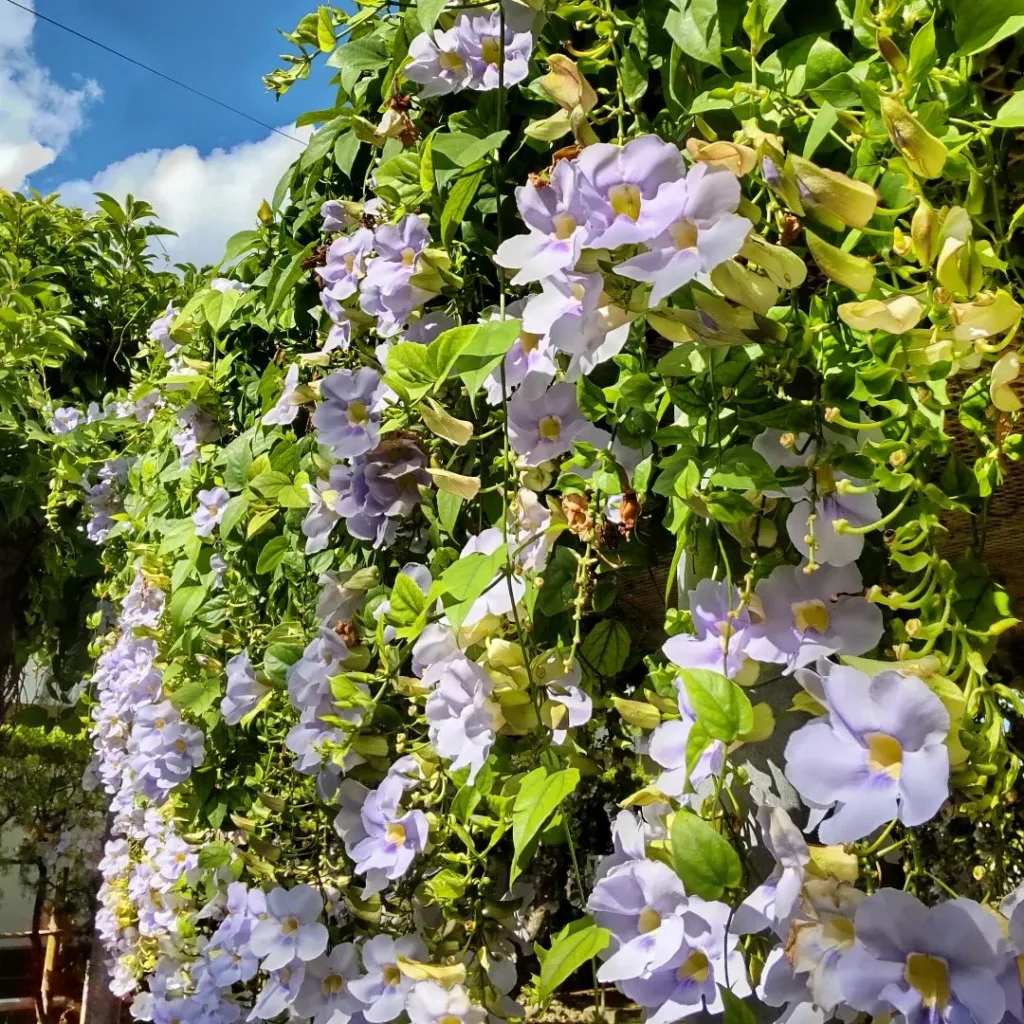 Thunbergia Grandiflora