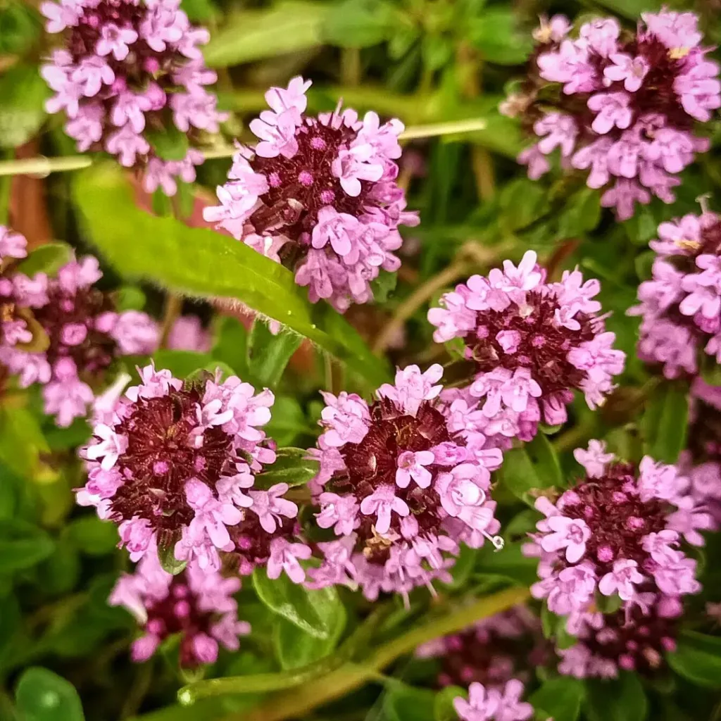 Thymus Praecox