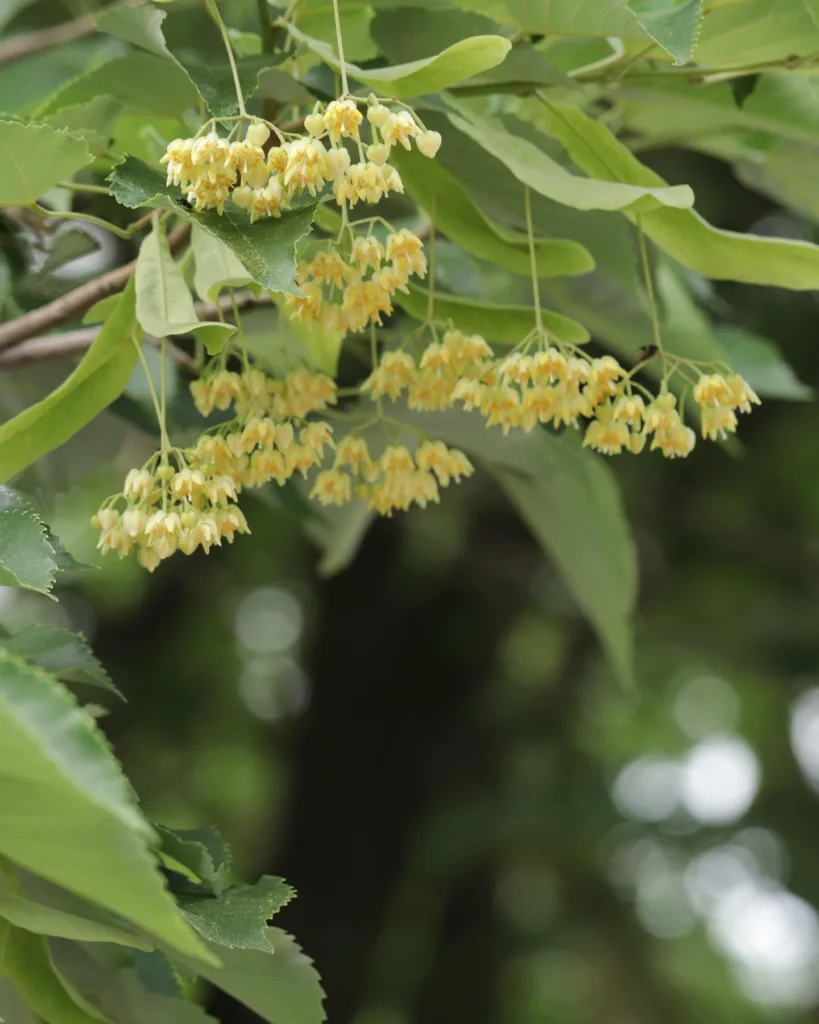 Tilia Miqueliana