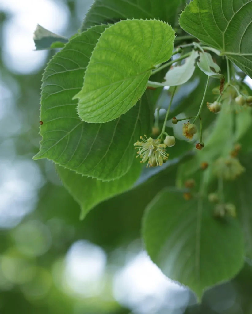 Tilia Platyphyllos