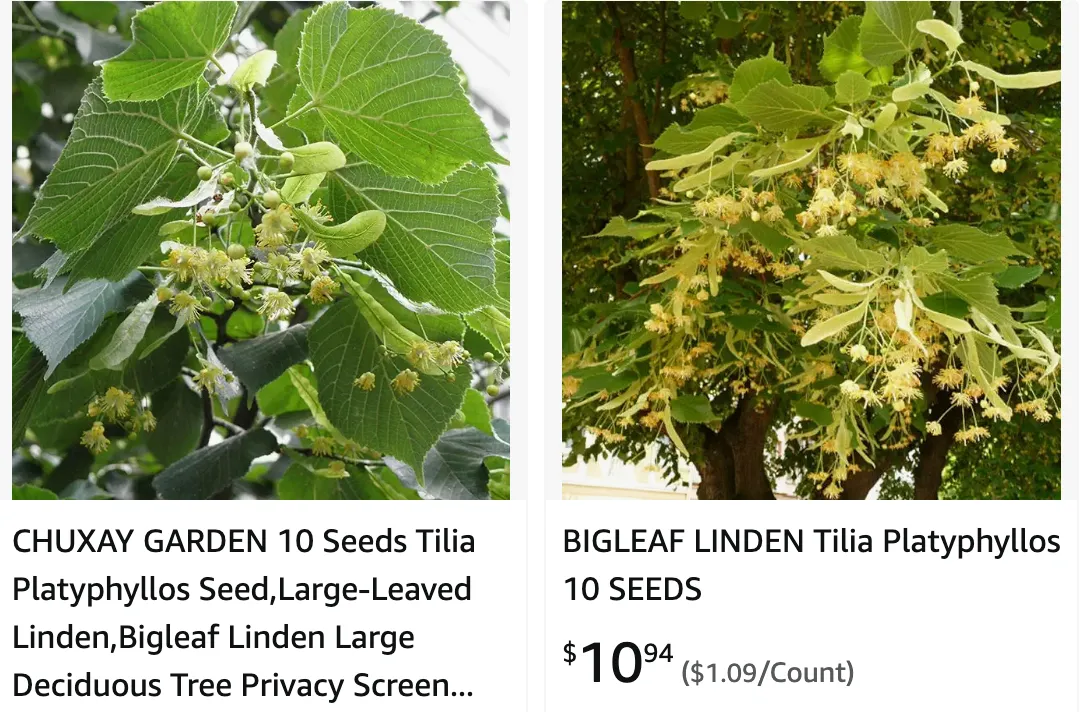 Tilia Platyphyllos | Monsteraholic