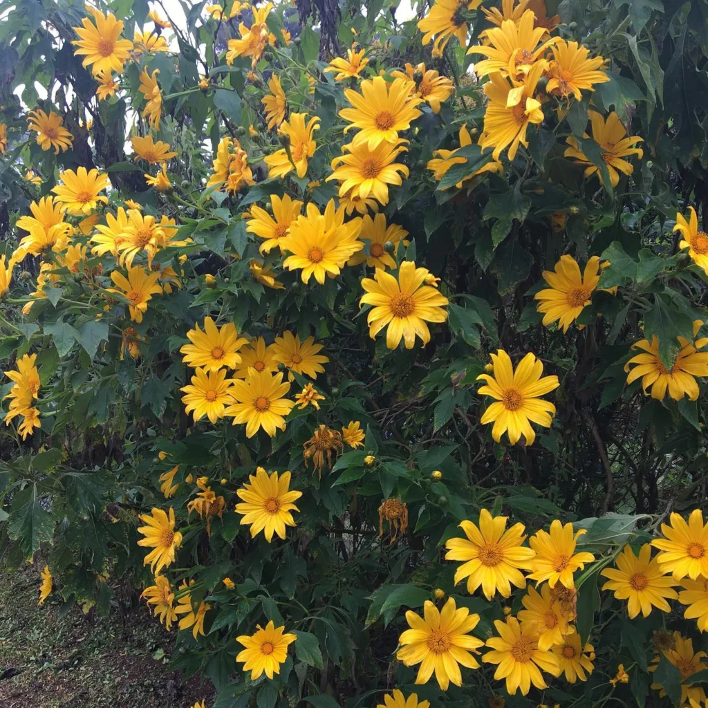 Tithonia Diversifolia