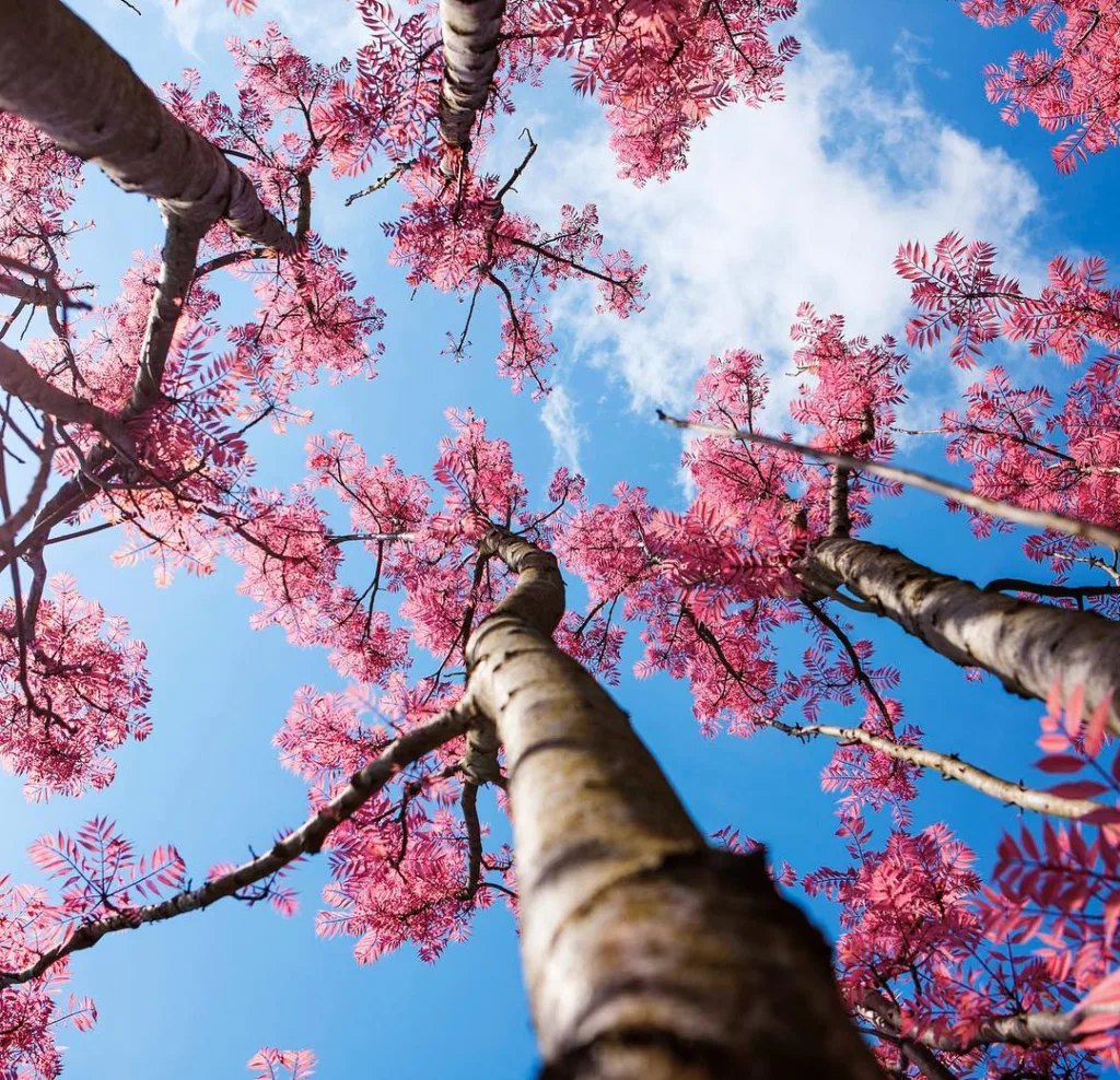 Toona Sinensis