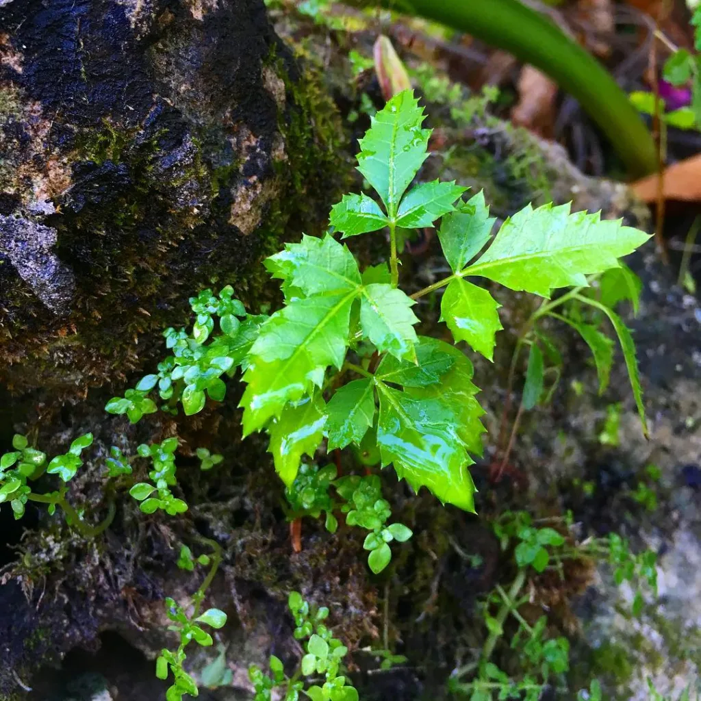 Toxicodendron Pubescens