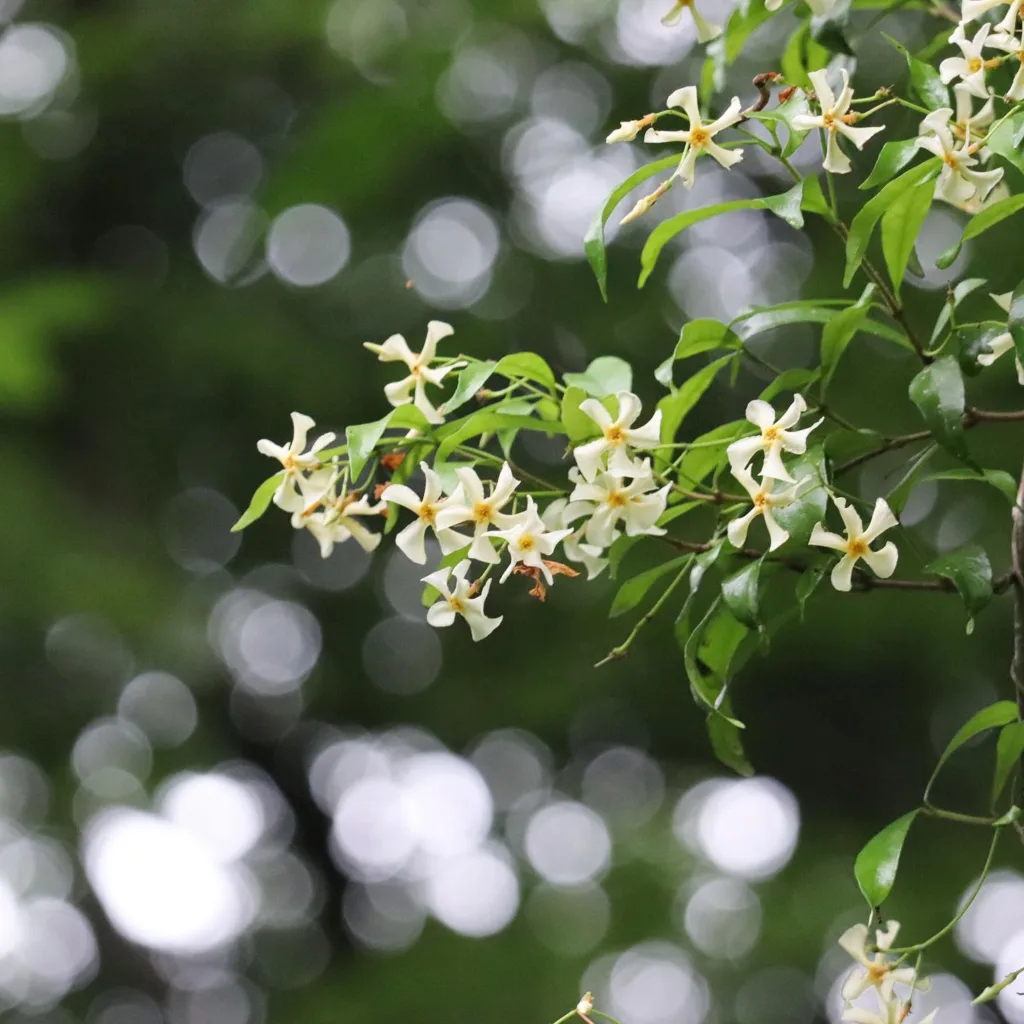 Trachelospermum Asiaticum