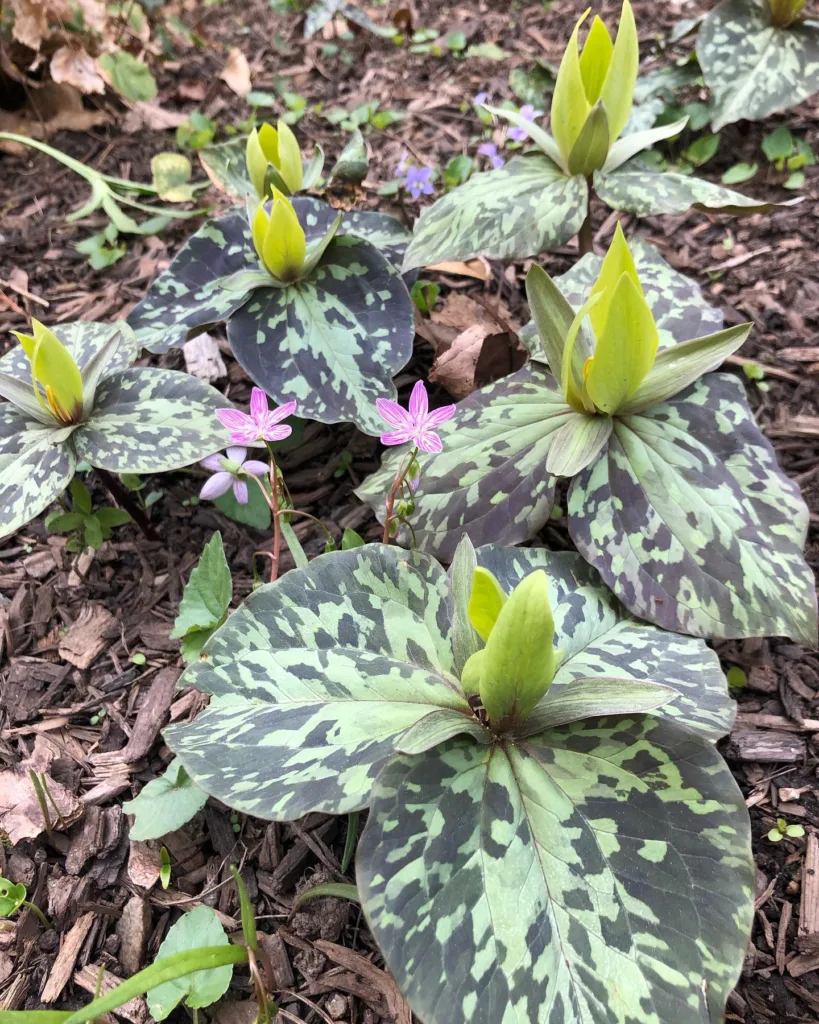 Trillium Cuneatum