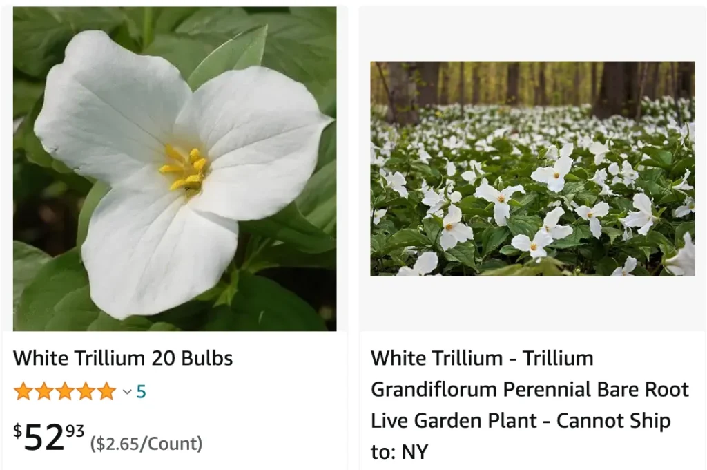 Trillium Ovatum | Monsteraholic