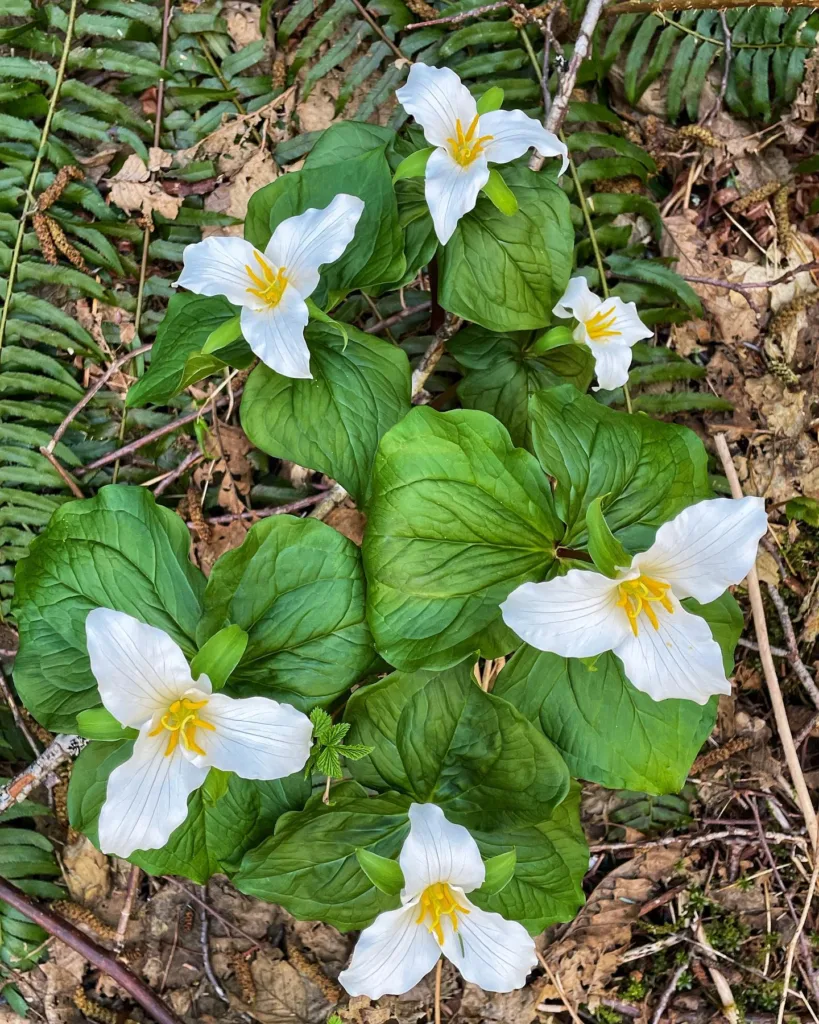 Trillium Ovatum