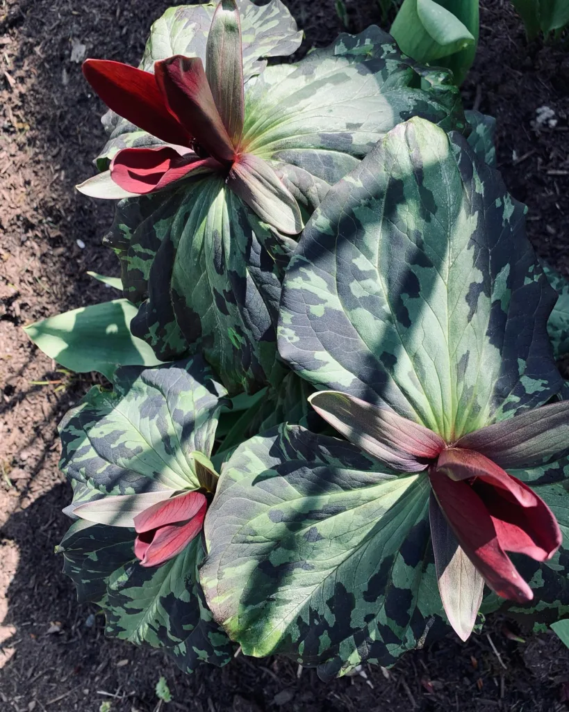 Trillium Sessile