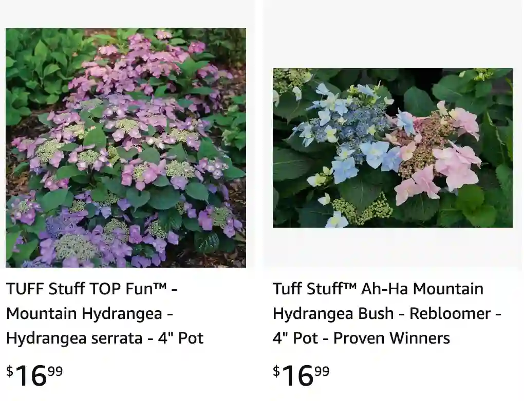 Tuff Stuff Hydrangea | Monsteraholic