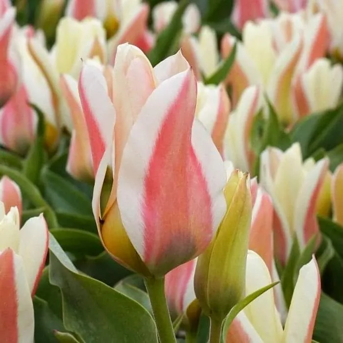 Tulipa Greigii