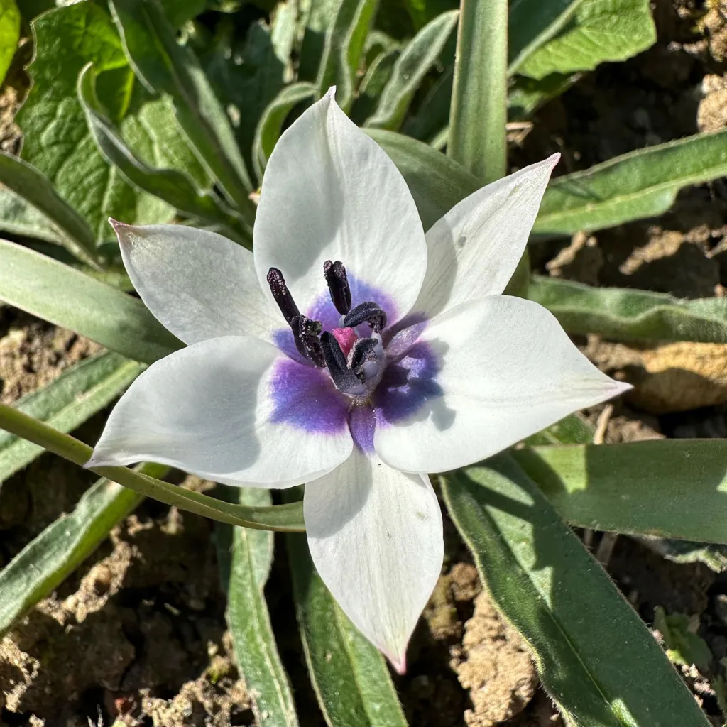 Tulipa Humilis