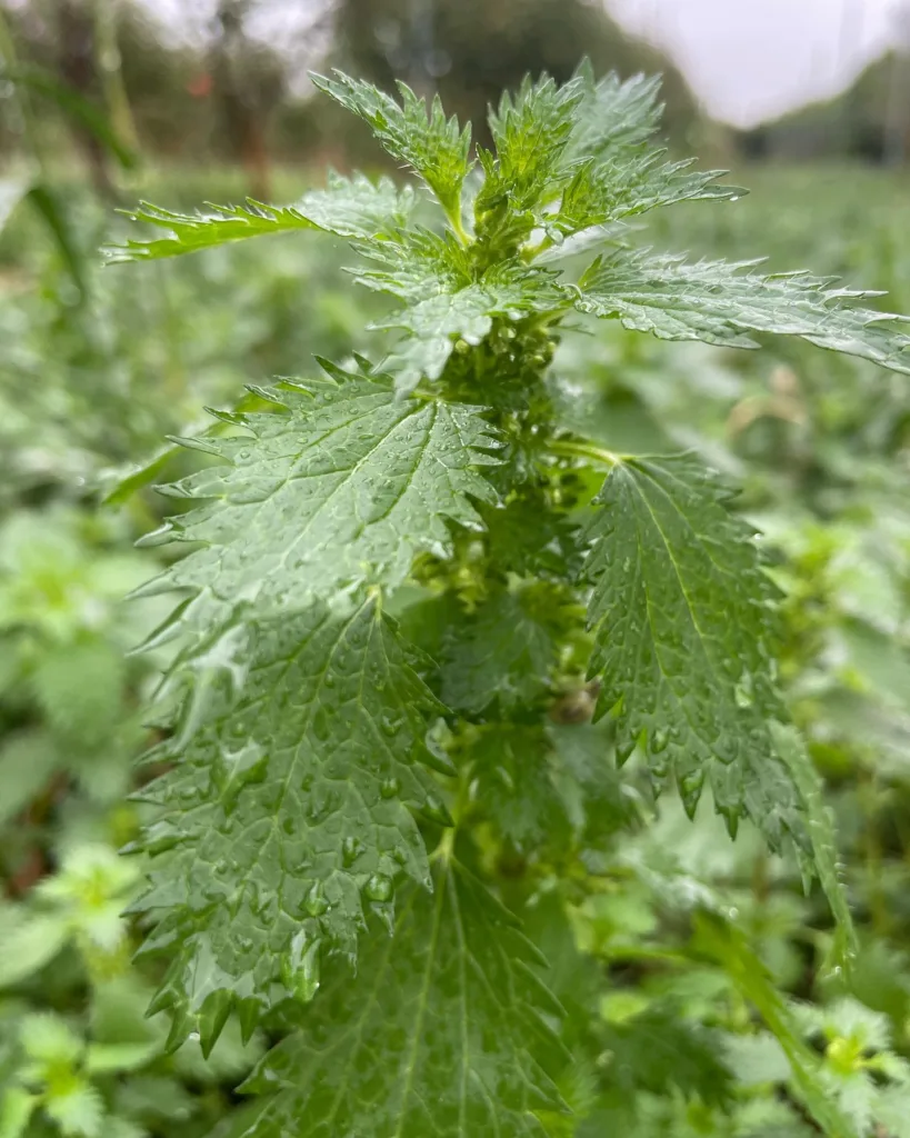 Urtica Urens