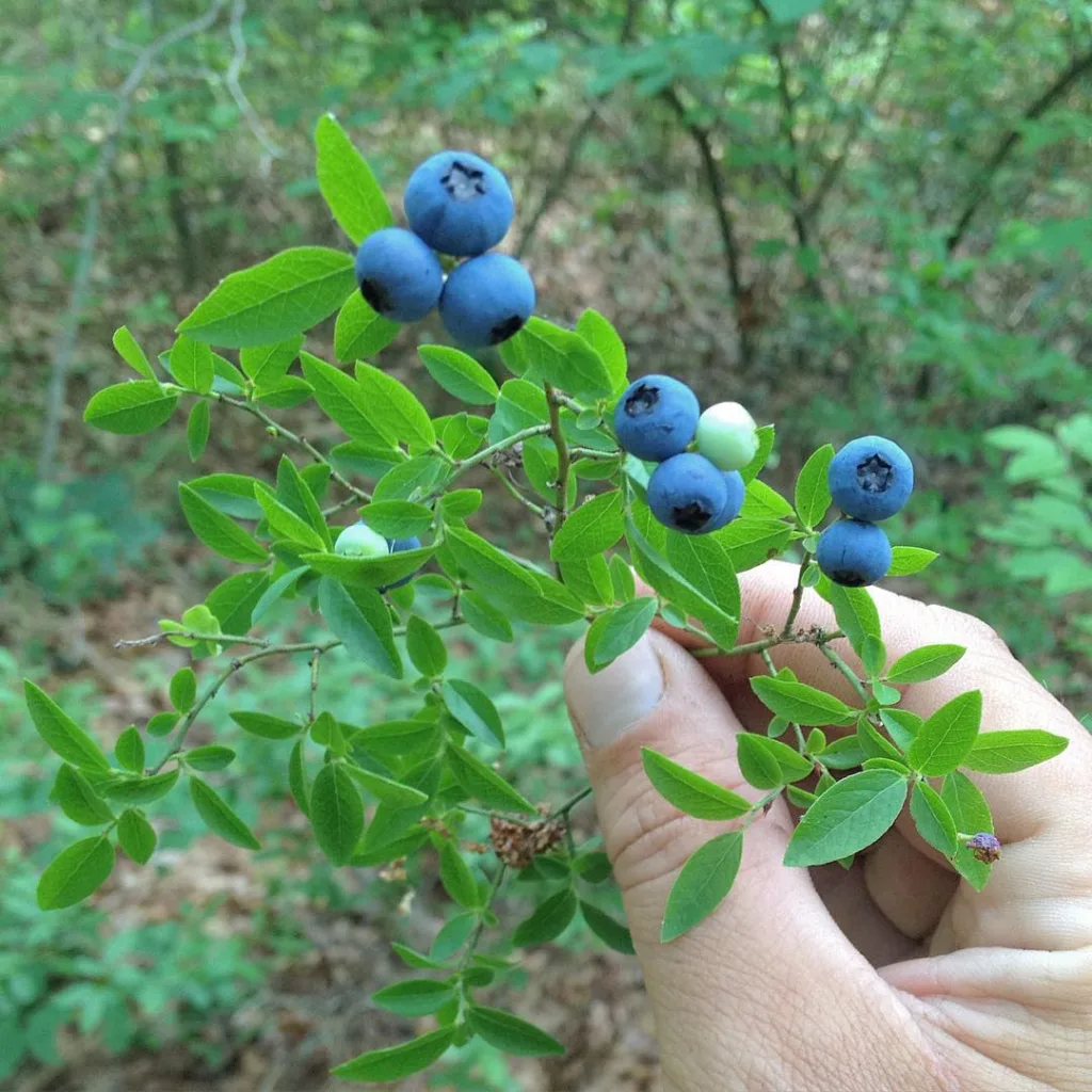 Vaccinium Pallidum