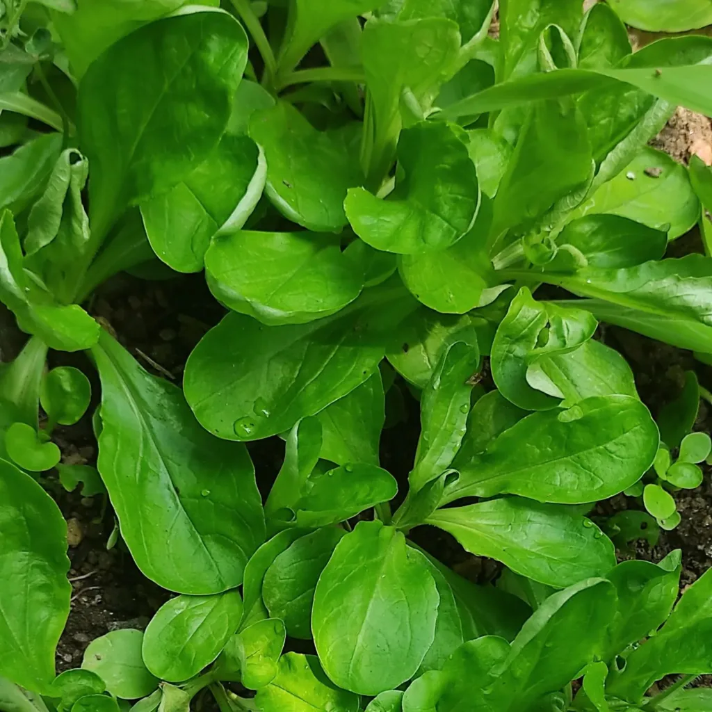 Valerianella Locusta