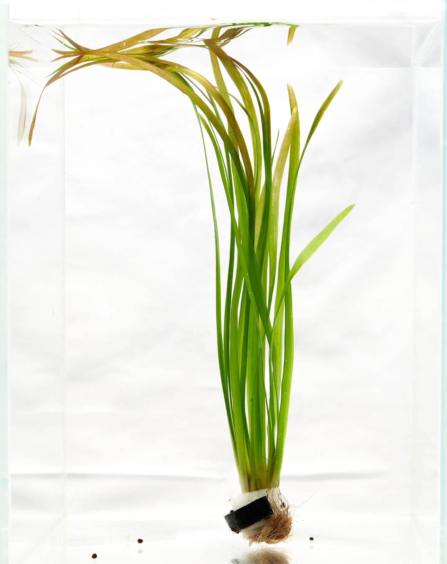 Plant FAQs: Vallisneria Spiralis