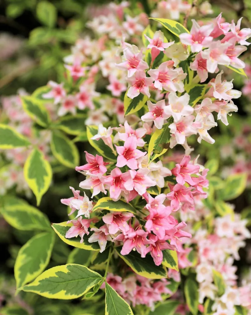 Variegated Weigela