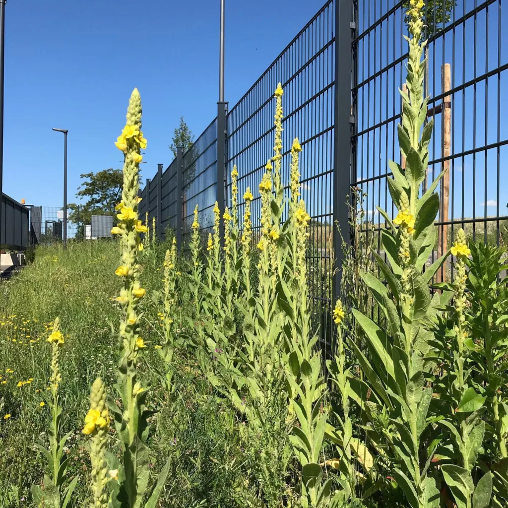 Verbascum Densiflorum