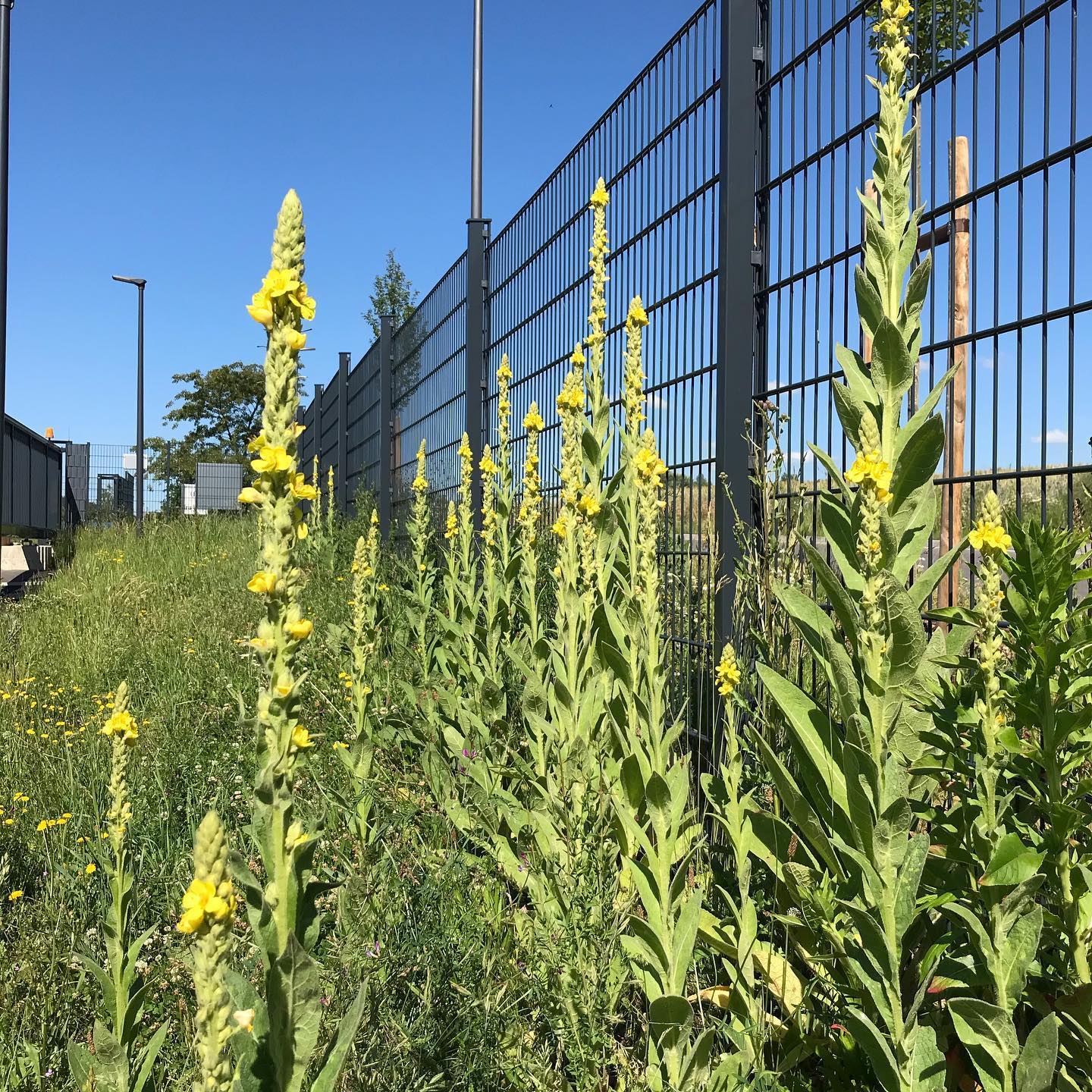 plant-faqs-verbascum-densiflorum