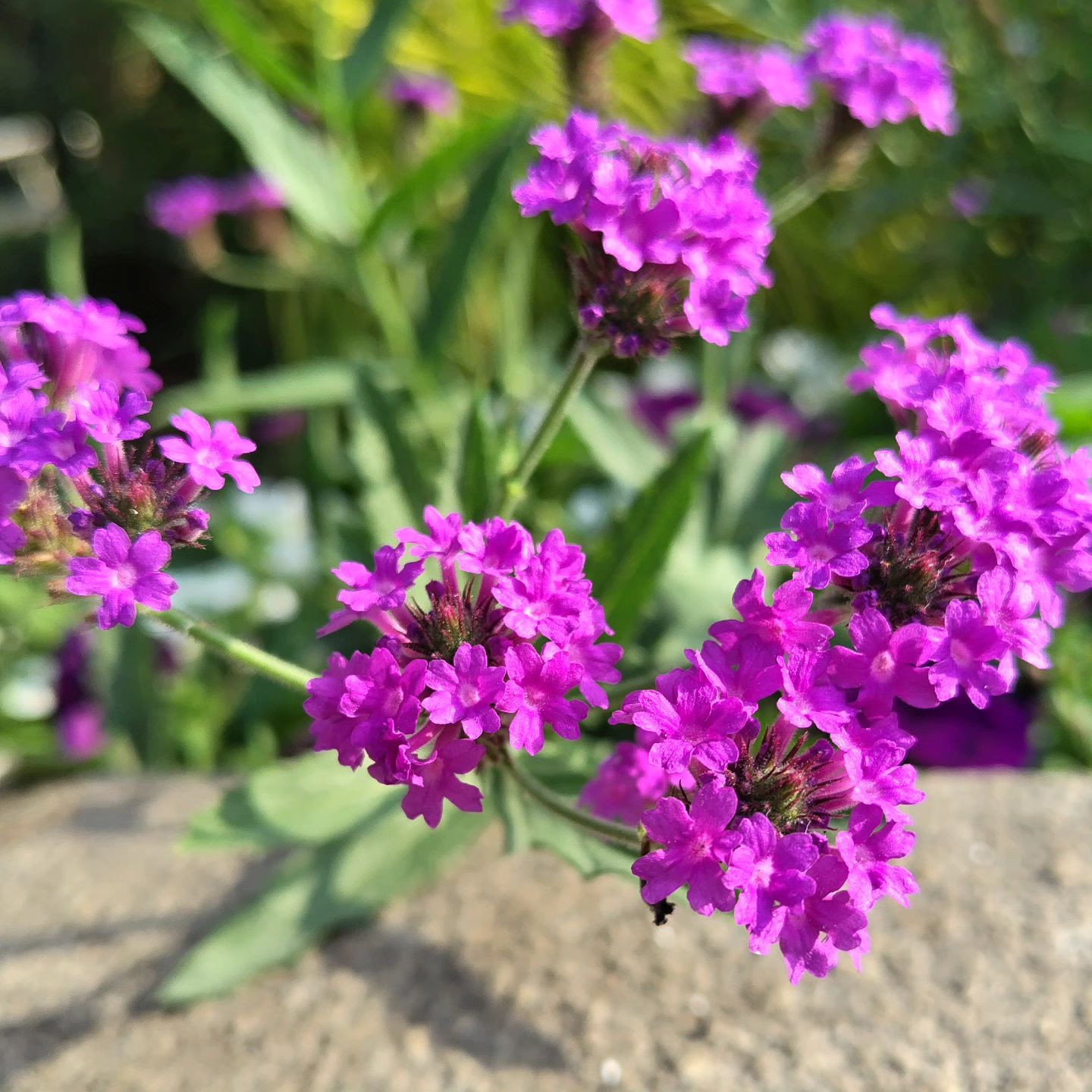 Verbena Rigida