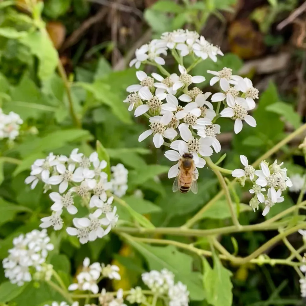 Verbesina Virginica