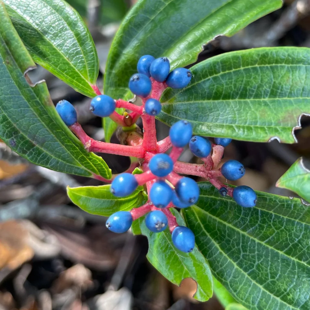 Viburnum Davidii