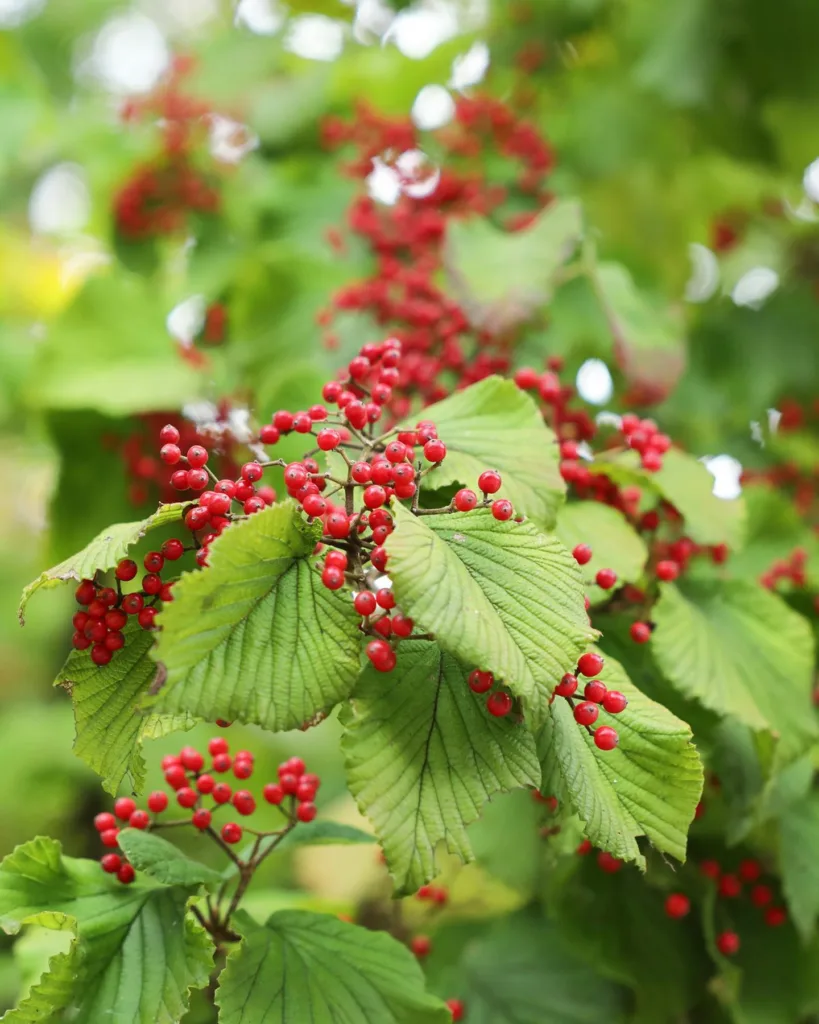 Viburnum Dilatatum