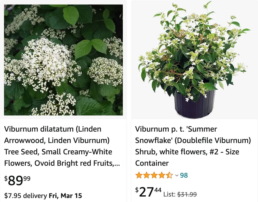 Viburnum Dilatatum | Monsteraholic