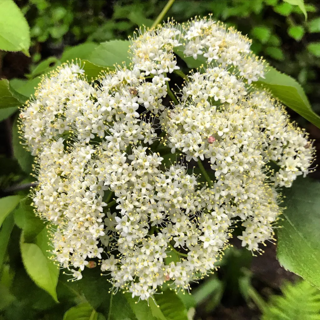 Viburnum Lentago