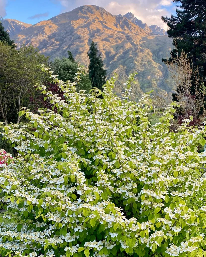 Viburnum Mariesii