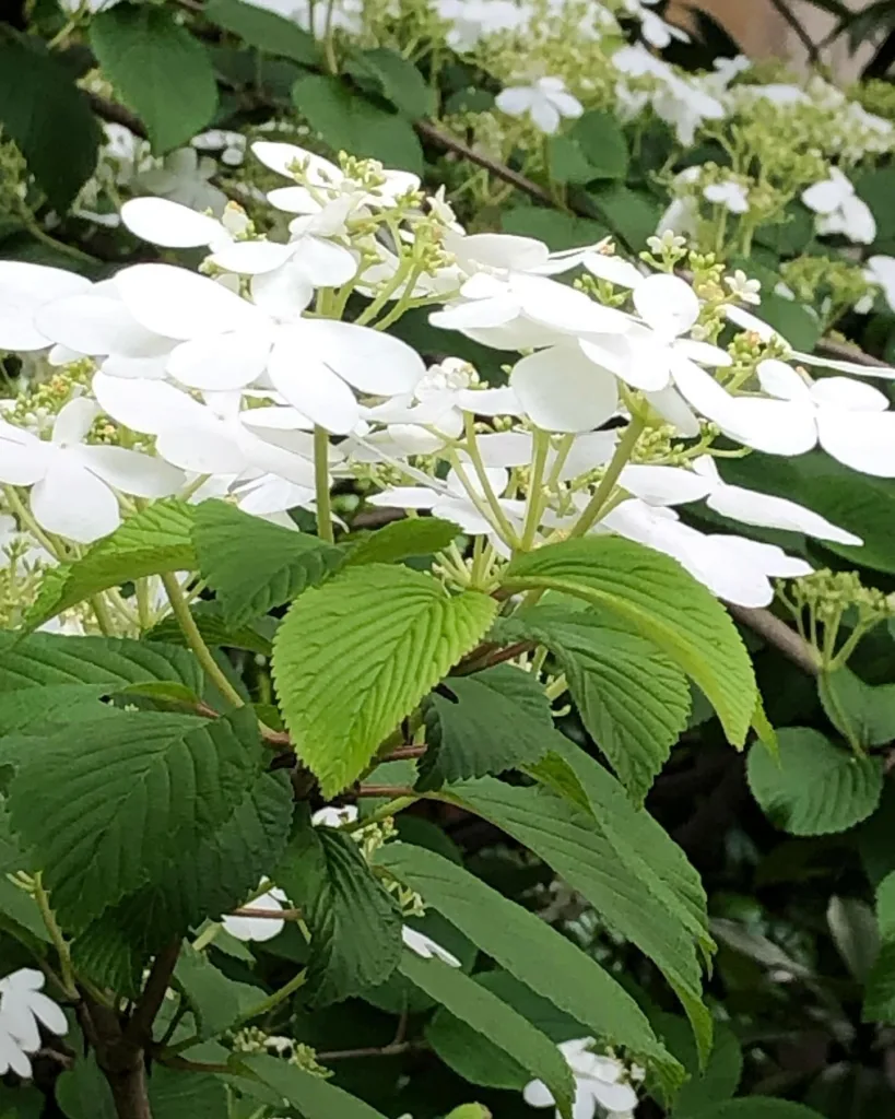 Viburnum Plicatum