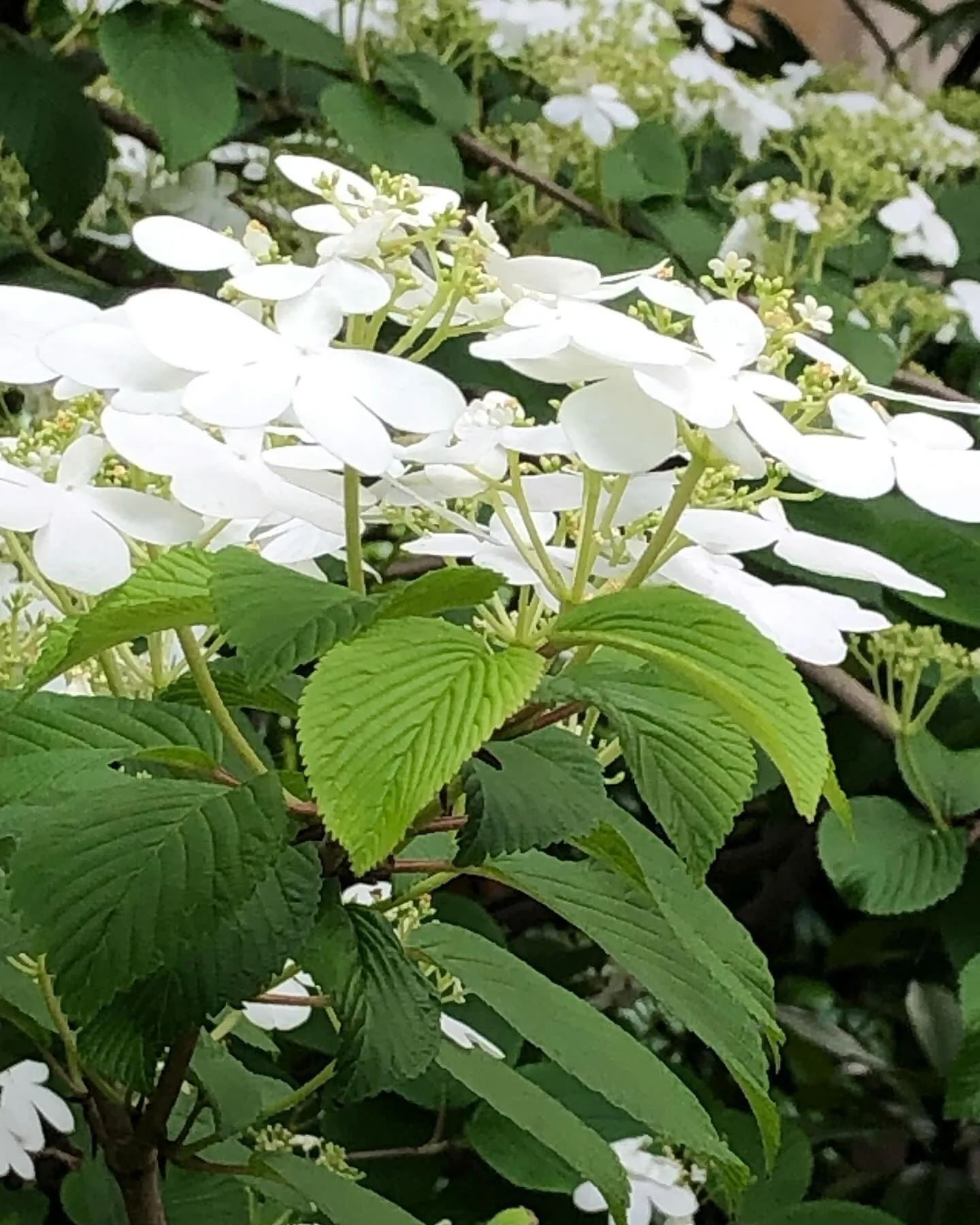 Plant FAQs Viburnum Plicatum