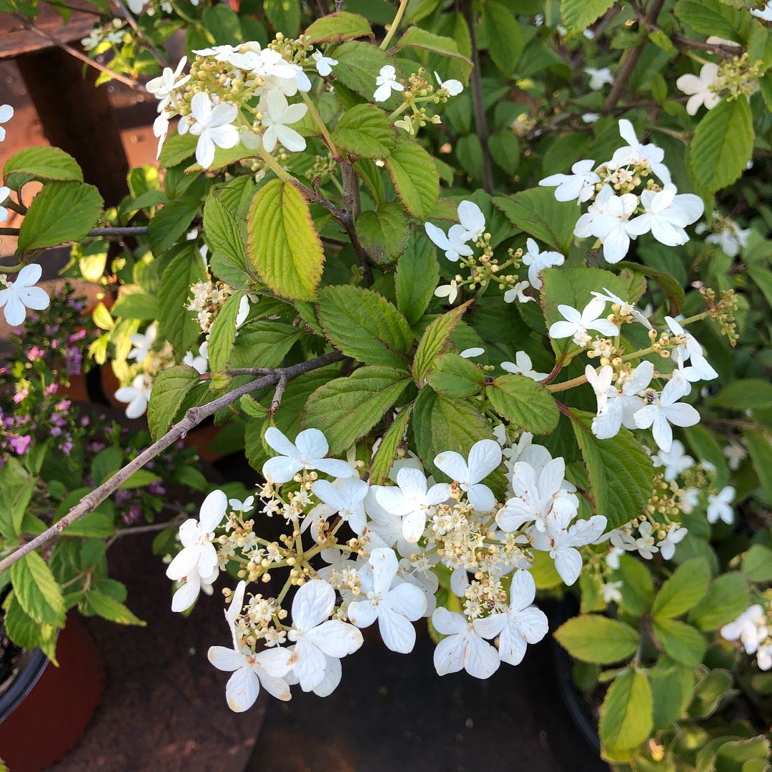 Viburnum Summer Snowflake