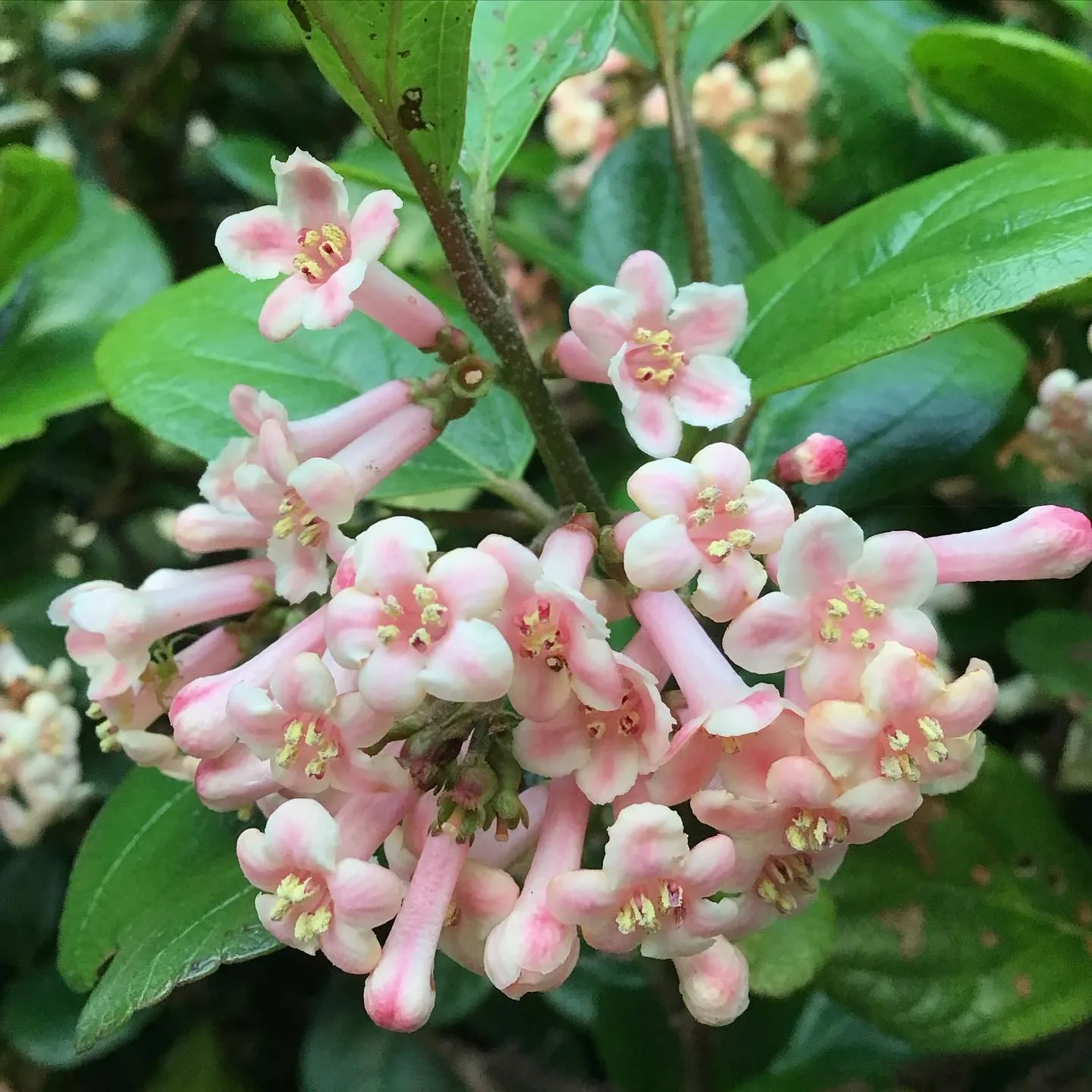 Viburnum Suspensum Plant
