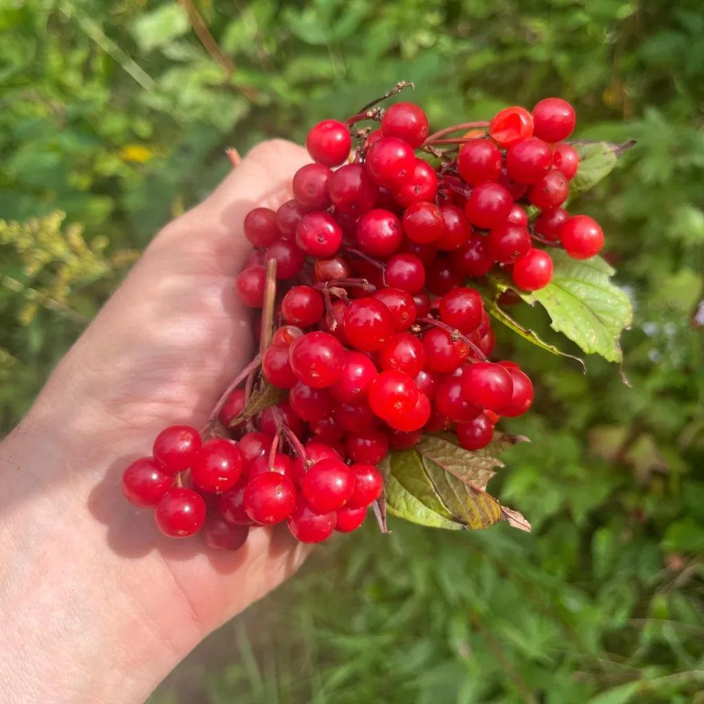 Viburnum Trilobum