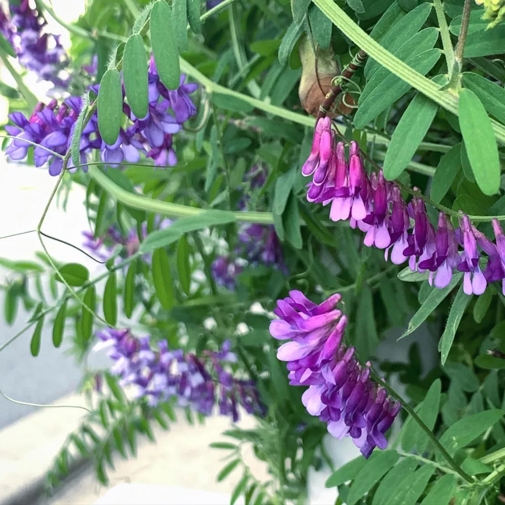 Vicia Sativa