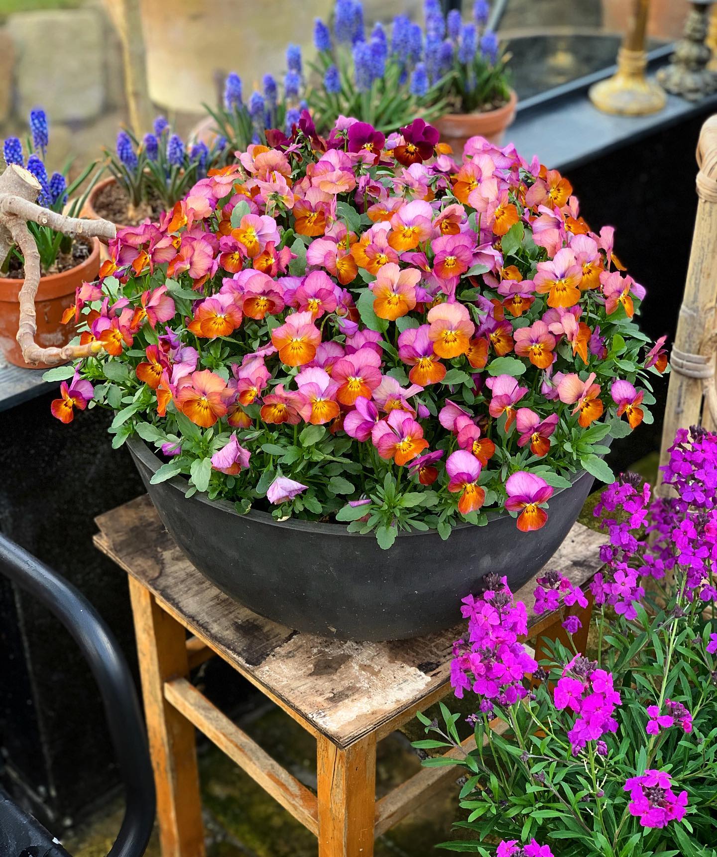 Plant FAQs Viola Cornuta