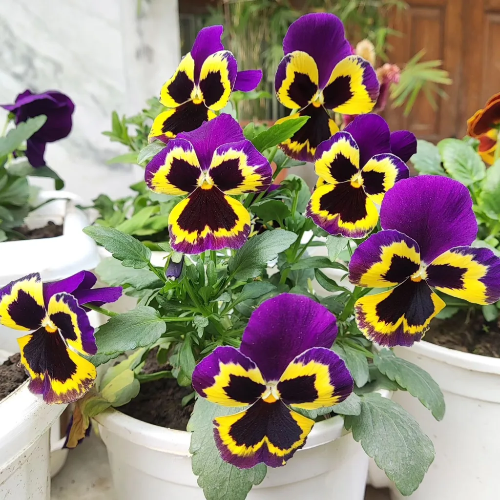 Viola Tricolor