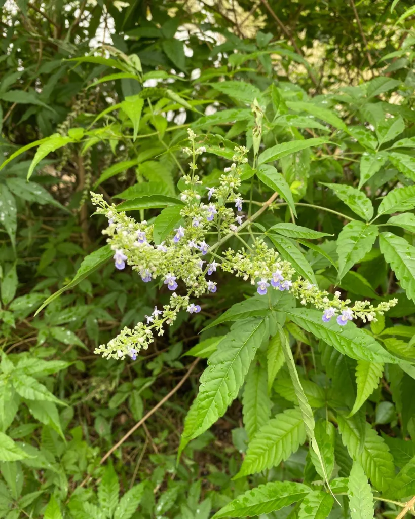 Vitex Negundo