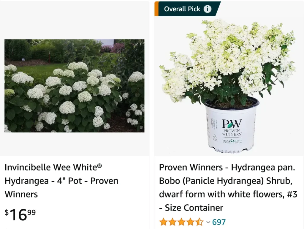 Wee White Hydrangea | Monsteraholic