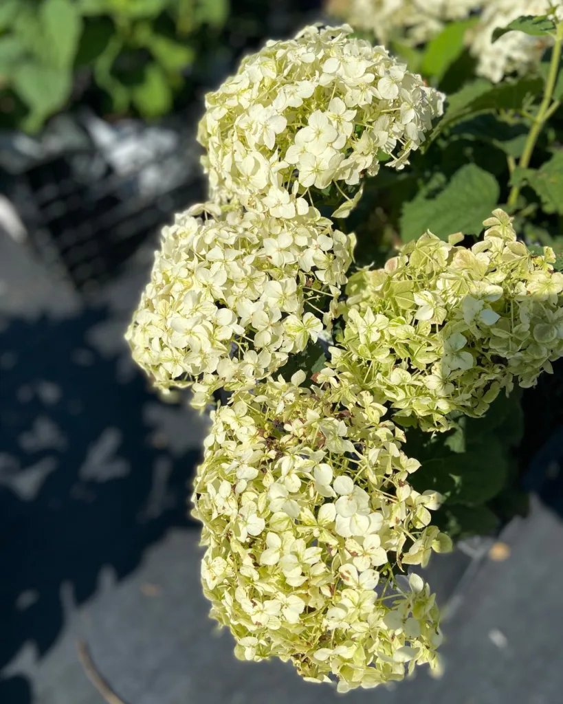 Wee White Hydrangea