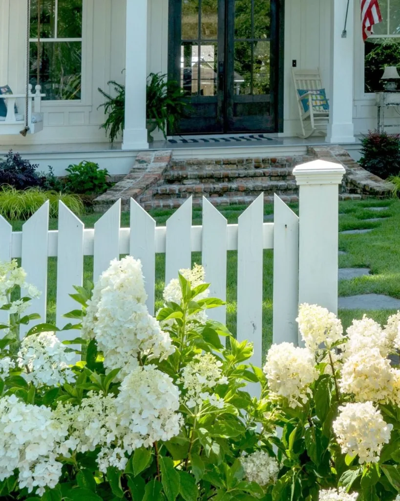 White Wedding Hydrangea