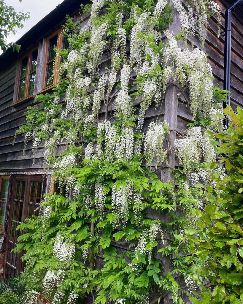 White Wisteria