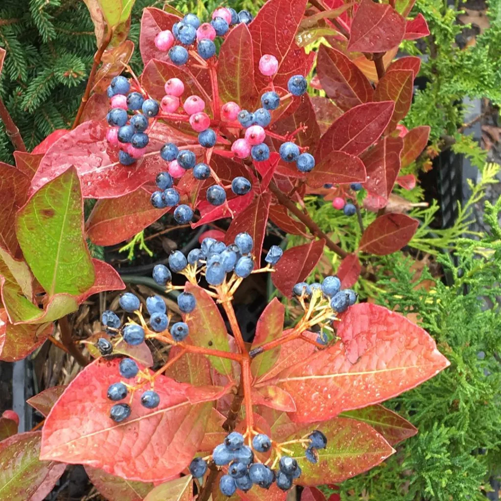 Winterthur Viburnum